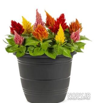 فواید و خواص گیاه تاج خروس شگفت انگیز است + روش مصرف