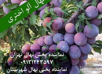 میوه آلو شابلون | ۱۶ خاصیت دارویی و درمانی آلو شابلون خشک میوه آلو شابلون | ۱۶ خاصیت دارویی و درمانی آلو شابلون خشک