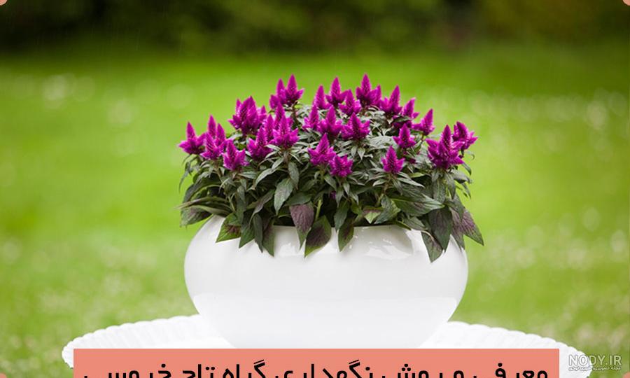نحوه کاشت، رشد و مراقبت گل تاج خروس | گل فروشی گل هلند
