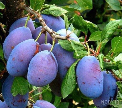 نهال آلو بخارا | نهال آلو خرمایی | 09146517078 | آوا نهال نهال آلو بخارا | نهال آلو خرمایی | 09146517078 | آوا نهال