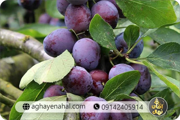 نهال آلو بخارا - نهالستان اروم نهال نهال آلو بخارا - نهالستان اروم نهال