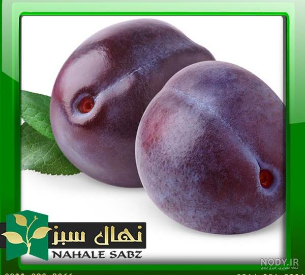 نگهداری و کاشت نهال آلو سیاه- خرید نهال آلو-نهالستان ایرانیان نگهداری و کاشت نهال آلو سیاه- خرید نهال آلو-نهالستان ایرانیان