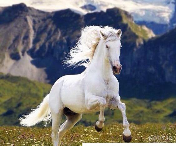گالری عکس اسب سفید؛ عکس های بسیار زیبا و رویایی - ستاره گالری عکس اسب سفید؛ عکس های بسیار زیبا و رویایی - ستاره
