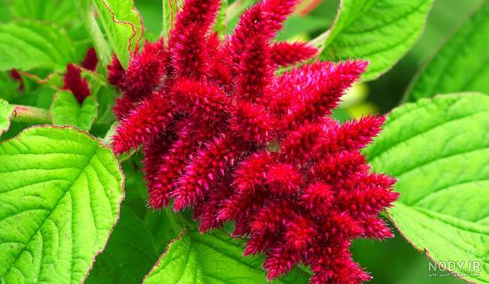 گل تاج خروس رشته ای| نحوه کاشت و نگهداری تاج خروس رشته اي
