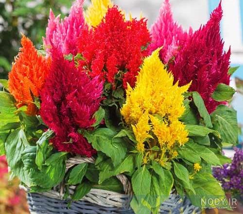 گل تاج خروس یا زلف عروس با گلهای رویایی - فروشگاه اینترنتی سرچنار