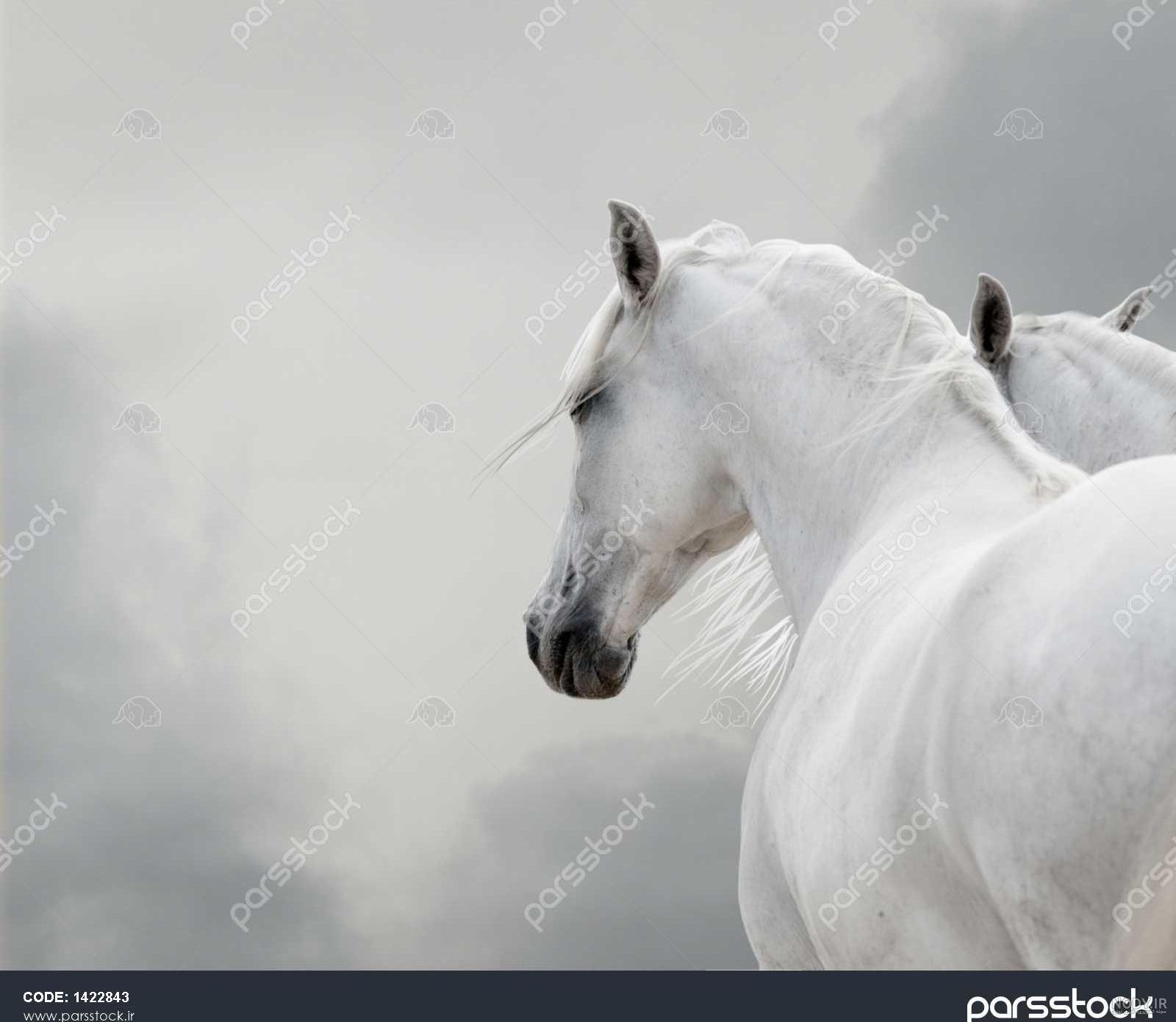 94 اسم جدید اسب برای نر و ماده 94 اسم جدید اسب برای نر و ماده