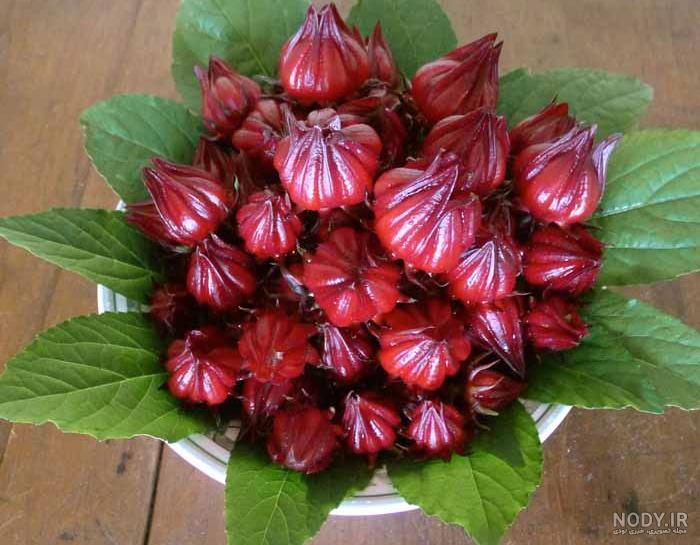 آخرین خبر | عکس/ برداشت چای ترش در کارون آخرین خبر | عکس/ برداشت چای ترش در کارون