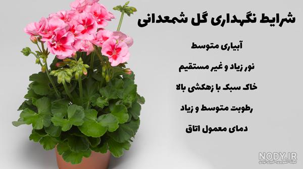 بذر گل شمعدانی پیچ (شمعدانی آبشاری ) بذر گل شمعدانی پیچ (شمعدانی آبشاری )