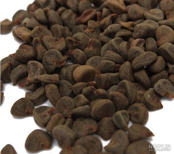 بذر گیاه چای ترش؛ قیمت و خرید بذر گیاه چای ترش مرغوب بذر گیاه چای ترش؛ قیمت و خرید بذر گیاه چای ترش مرغوب