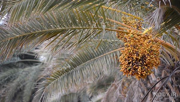 برگ نخل خرما png | بُرچین – تصاویر دوربری شده، فایل های آماده، عکس png  رایگان، دانلود psd رایگان