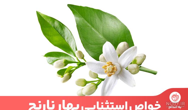 بهار زیبا و حس خوب چیدن آلوچه و جمع کردن شکوفه بهارنارنج