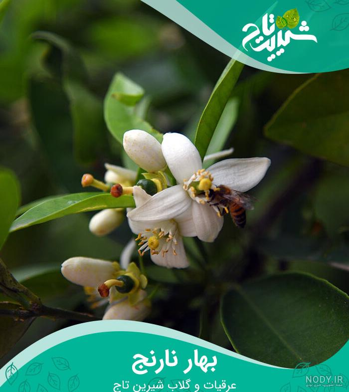 بهار نارنج بهترین قیمت خرید گل بهار نارنج خشک شده