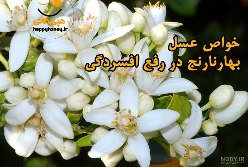 بیش از 10 خاصیت فوق العاده بهار نارنج را در اینجا ببینید. بیش از 10 خاصیت فوق العاده بهار نارنج را در اینجا ببینید.