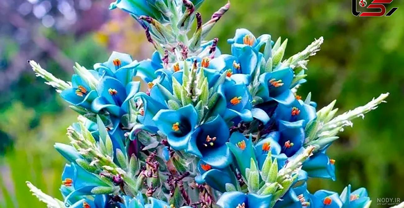 بیوگرافی بازیگران سریال یاقوت کبود - سایه آنلاین | سایه آنلاین
