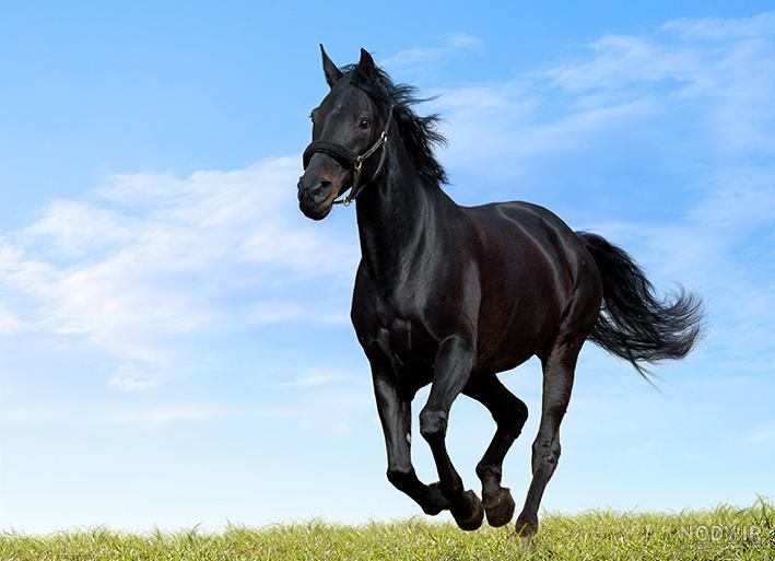 تصاویر: اسب زیبای جهان تصاویر: اسب زیبای جهان