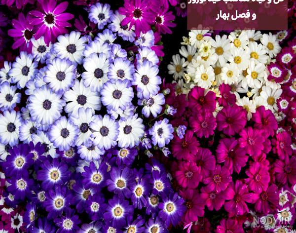 تصاویری زیبا و دل انگیز از طبیعت بهاری | جلوه های زیبای طبیعت در بهار تصاویری زیبا و دل انگیز از طبیعت بهاری | جلوه های زیبای طبیعت در بهار