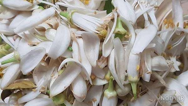 خرید و قیمت خرید بهار نارنج خشک شده در بسته بندی 100 گرمی از غرفه باربیکو