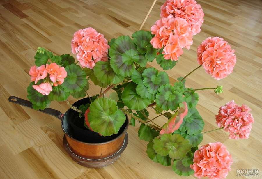 خرید گل شمعدانی زیبا مصنوعی ساخت ترکیه به قیمت عمده | گلفروشی گل کالا | 89 هزار تومان خرید گل شمعدانی زیبا مصنوعی ساخت ترکیه به قیمت عمده | گلفروشی گل کالا | 89 هزار تومان