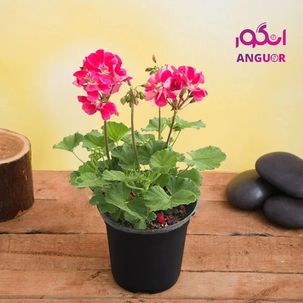 خرید گل شمعدانی زیبا مصنوعی ساخت ترکیه به قیمت عمده | گلفروشی گل کالا | 89 هزار تومان خرید گل شمعدانی زیبا مصنوعی ساخت ترکیه به قیمت عمده | گلفروشی گل کالا | 89 هزار تومان