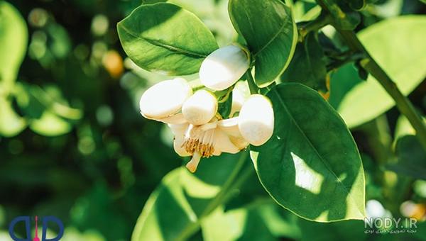 خواص بهار نارنج و طریقه مصرف آن برای لاغری