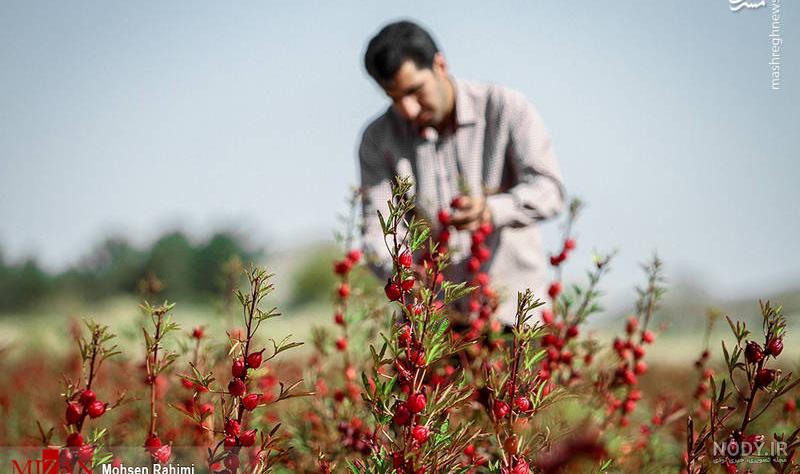 خواص چای ترش چیست و چه طبعی دارد؟ ادویه حاج محمد جلالی خواص چای ترش چیست و چه طبعی دارد؟ ادویه حاج محمد جلالی