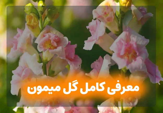 دانلود انواع عکس گل و گیاه PNG رایگان - دانلود png گل برای فتوشاپ - پارس پی ان جی دانلود انواع عکس گل و گیاه PNG رایگان - دانلود png گل برای فتوشاپ - پارس پی ان جی