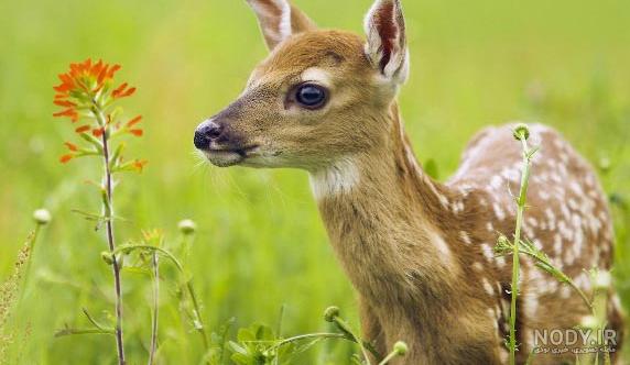 دانلود ترانه کودکانه آهویی دارم خوشگله