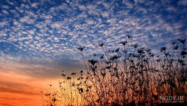 دانلود تصویر آسمان و سایه ای از درختان با کیفیت بالا دانلود تصویر آسمان و سایه ای از درختان با کیفیت بالا