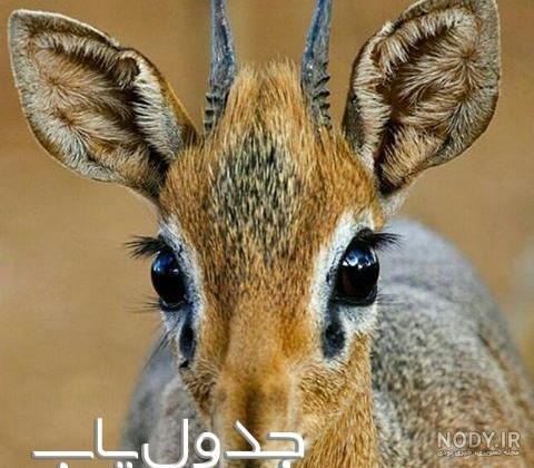 دانلود عکس آهو از نزدیک با بهترین کیفیت و بهترین رزولوشن