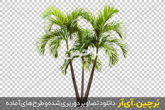 دانلود عکس شبح درختان نخل غروب زیبای خورشید در مناطق گرمسیری | اوپیک