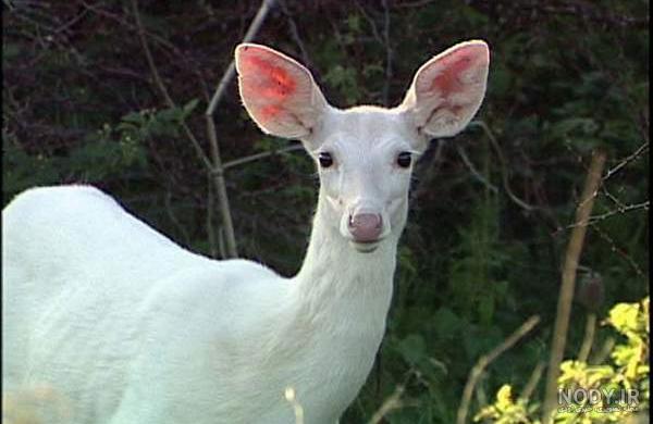 دانلود عکس چهره بچه آهو 🦌 با بهترین کیفیت مخصوص پس ضمینه