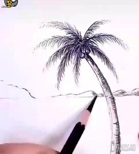 درختان نخل در ساحل