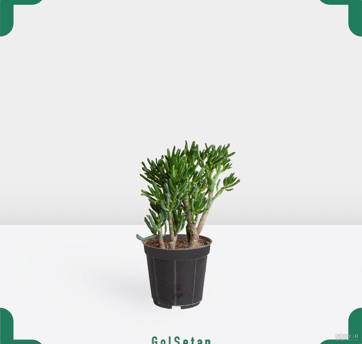 دیدن اسب در خواب چه تعبیری دارد؟ / تعبیر خواب اسب