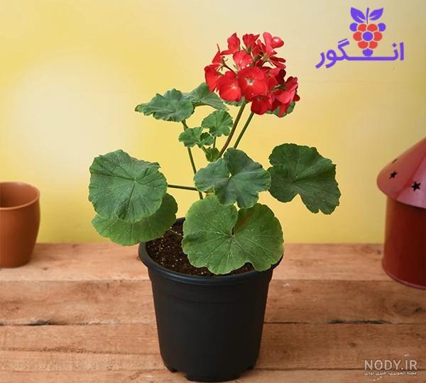 راهنمای کامل خرید، نگهداری و پرورش گل شمعدانی + انواع راهنمای کامل خرید، نگهداری و پرورش گل شمعدانی + انواع