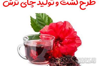 راهنمای کشت و پرورش گیاه چای ترش | چای قرمز | بازار بین المللی گل و گیاه سپاهان + فروشگاه اینترنتی ارگ گل راهنمای کشت و پرورش گیاه چای ترش | چای قرمز | بازار بین المللی گل و گیاه سپاهان + فروشگاه اینترنتی ارگ گل