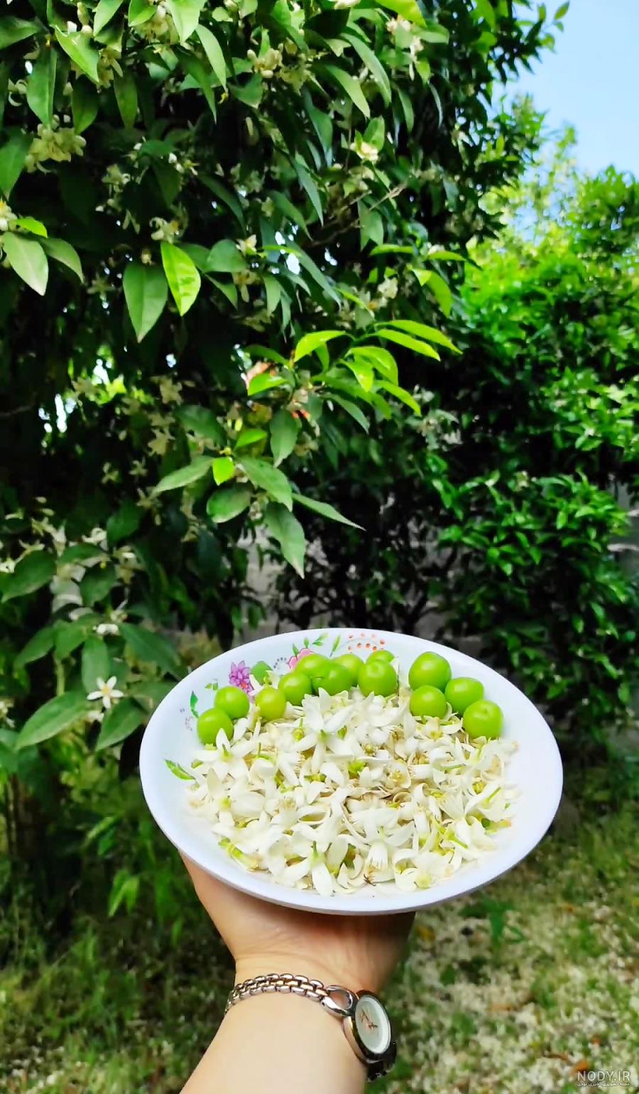 روشی طلایی جهت خشک کردن گل بهار نارنج