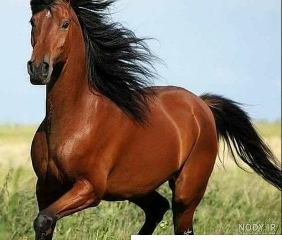 زیباترین اسب های جهان از آخال تا پینتو