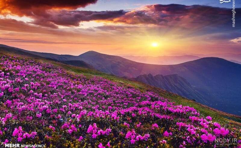 زیباترین گل های بهاری؛ ۱۵ گل خوش رنگ ‌و لعاب برای باغچه و گلدان - چطور