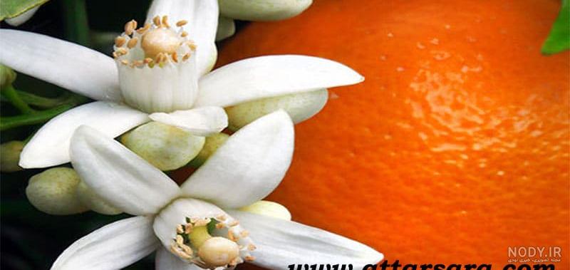 شگفت‌انگیز‌ترین خواص بهار نارنج که شاید نمی‌دانستیدکتاب کاله