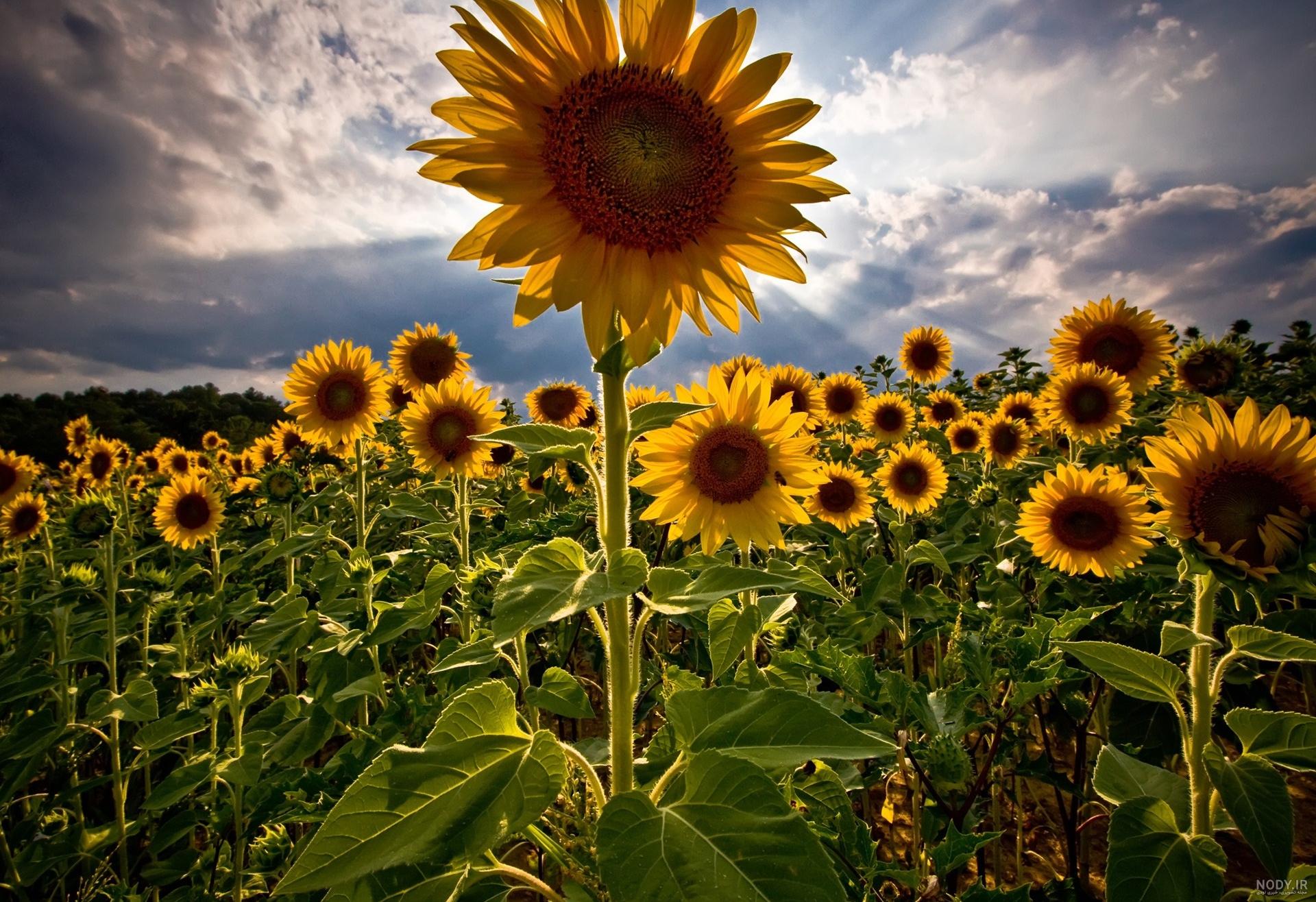 علفزار شاد پس زمینه تابستانی انتزاعی با گل های دیزی 1155121 علفزار شاد پس زمینه تابستانی انتزاعی با گل های دیزی 1155121