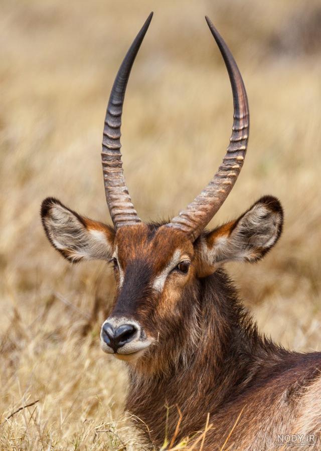 عکس آهو ایرانی iranian deer in nature