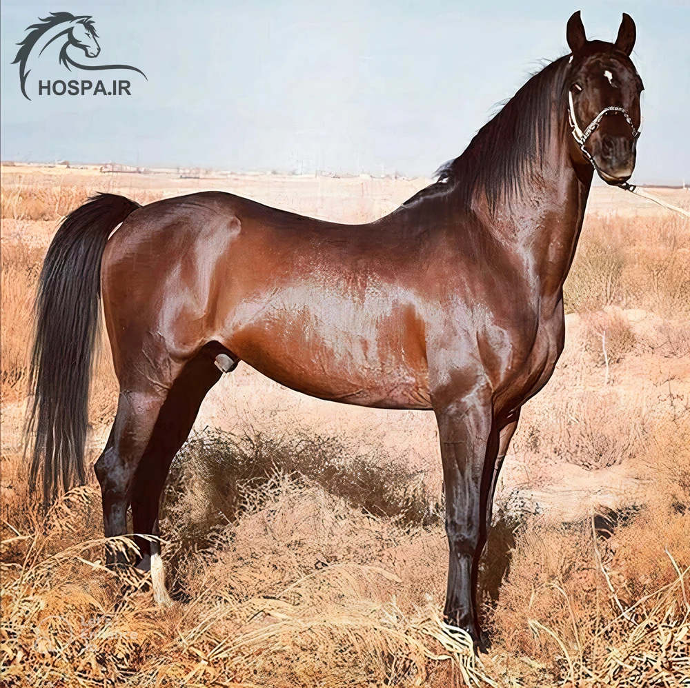 عکس از اسب عربی