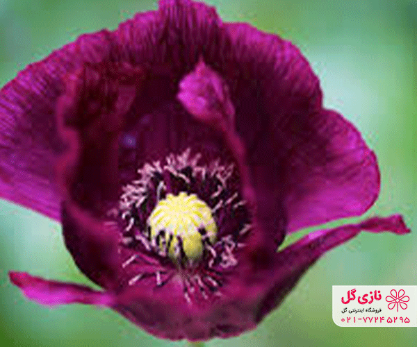 عکس از گل لاله عکس از گل لاله