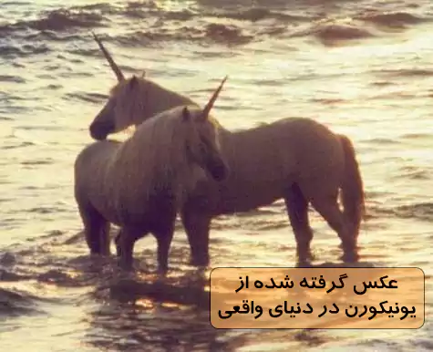 عکس اسب تک شاخ بالدار واقعی عکس اسب تک شاخ بالدار واقعی
