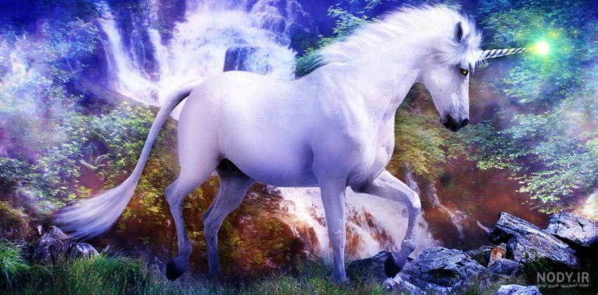 عکس اسب تک شاخ واقعی رنگی عکس اسب تک شاخ واقعی رنگی