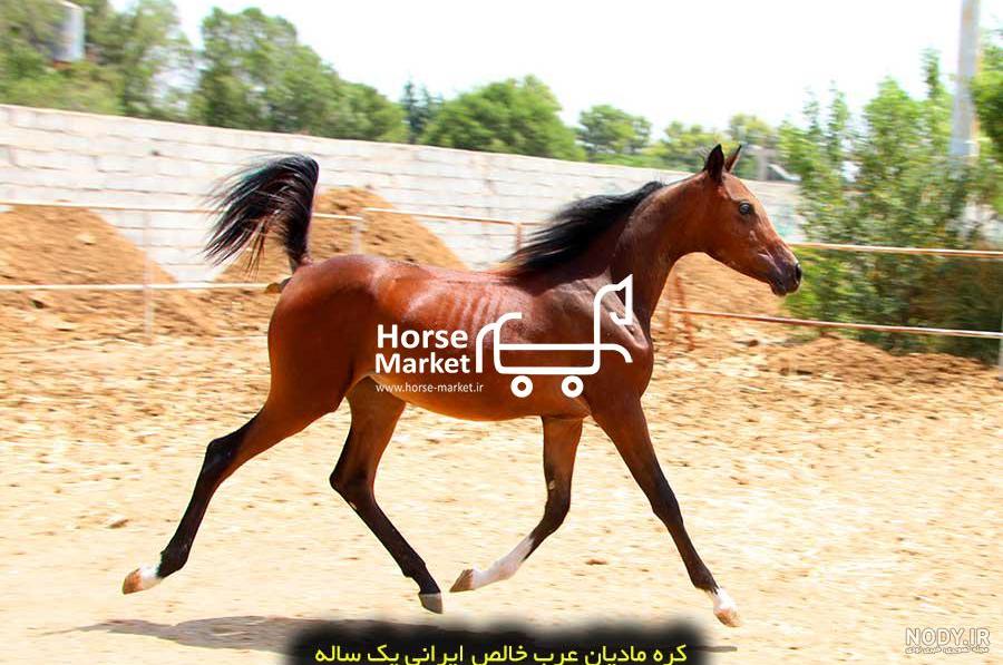 عکس اسب عربی سیاه عکس اسب عربی سیاه