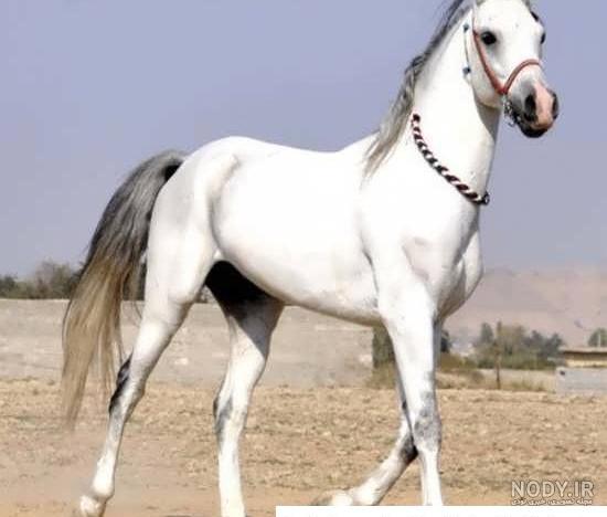 عکس اسب واقعی زیبا