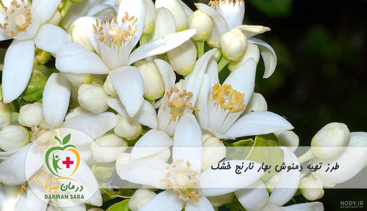 عکس بهار نارنج خشک شده - عکس نودی