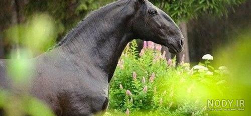 عکس زشت ترین اسب دنیا عکس زشت ترین اسب دنیا