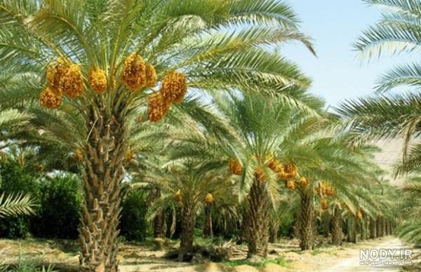 عکس زمینه درختان نخل در غروب طلایی پس زمینه | والپیپر گرام